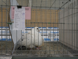 XIV Concurso Exposición de Palomas de Raza en Mula 2024